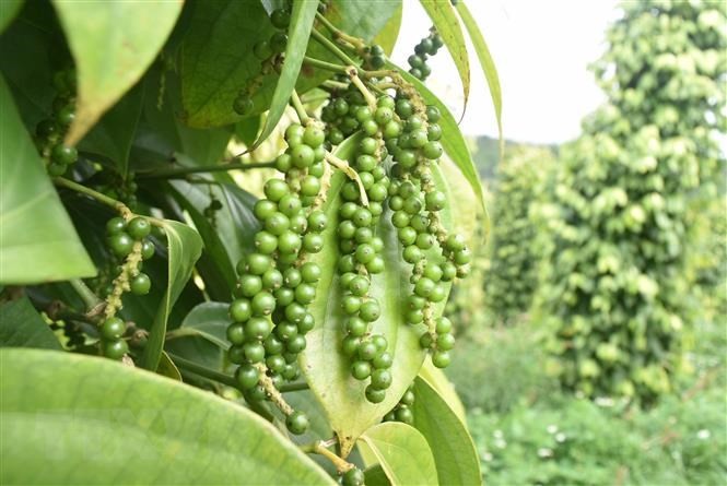 Giá tiêu hôm nay duy trì ổn định tại thị trường trong nước.