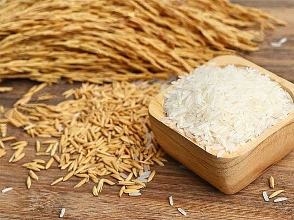 Lúa IR 504 giảm 100 đồng/kg sau khi điều chỉnh tăng trong ngày hôm qua.