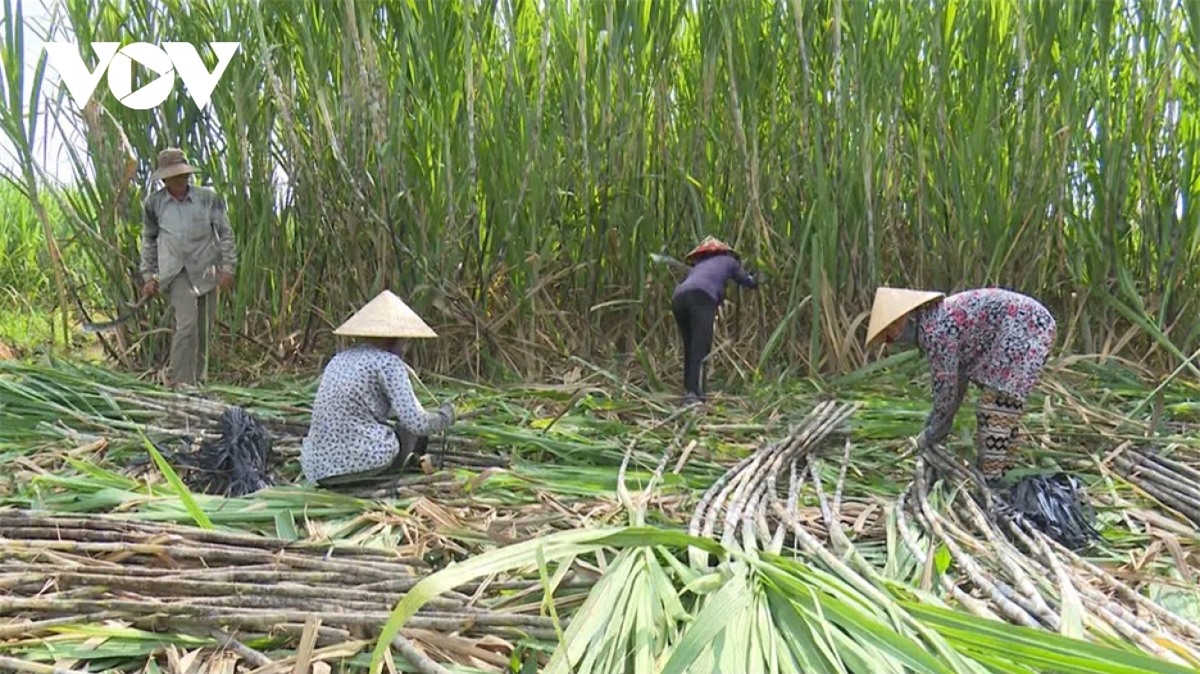 Chia sẻ lợi ích giữa các khâu trong chuỗi cung mía đường hiện đang mất cân đối nghiêm trọng. Người trồng mía có vai trò quan trọng nhưng lợi ích nhận được ít nhất. (Ảnh minh họa)