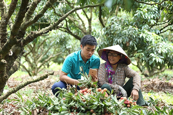 Giải cứu nông sản Hải Dương bằng công nghệ số