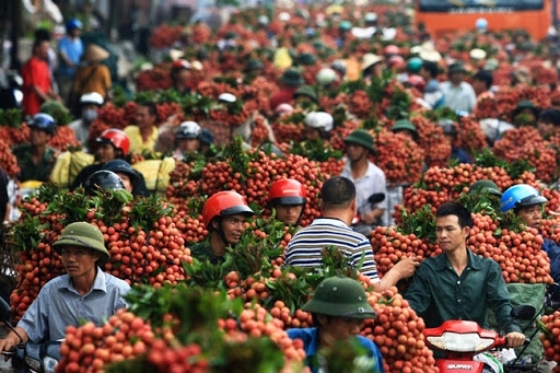 Sở Công Thương tỉnh đã thành lập một đội xung kích, hỗ trợ xuất khẩu vải thiều tại cửa khẩu tỉnh Lào Cai, tỉnh Lạng Sơn.