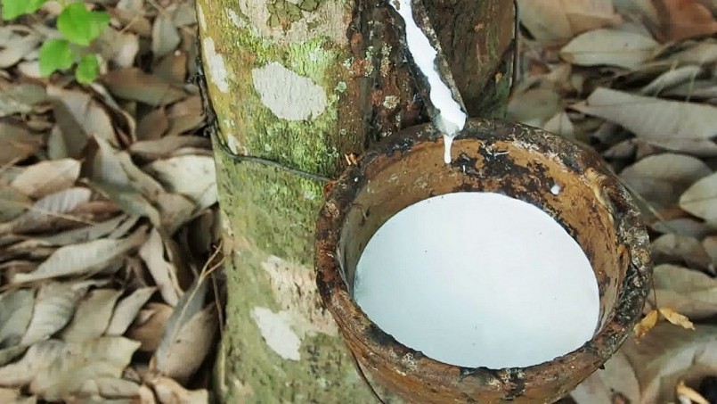 Cập nhật giá cao su hôm nay 3/10/2021: Đứng im