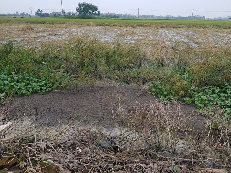 Ruộng lúa 8 sào của bà Phạm Thị Gắng bị trộn lẫn bởi chất thải từ các trang trại nên mất trắng vụ này.
