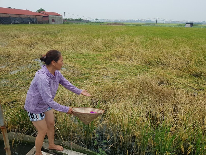 Bà Phạm Thị Bình đau sót khi nhìn ruộng lúa của mình đổ bẹp.