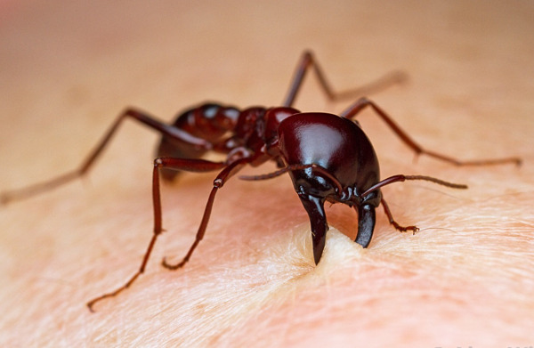 Hàm dưới của kiến rất chắc khỏe, có thể đâm sâu vào da người, khép chặt vết thương. Ảnh: Alex Wild Photography