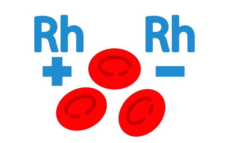 Hệ Rh có 2 nhóm máu thường gặp là Rh(D)+ và Rh(D)-.