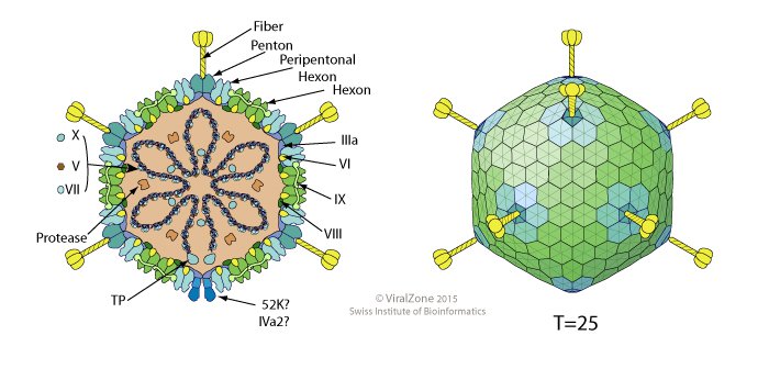 Cấu trúc của Adenovirus.