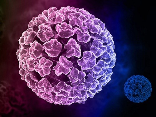 Virus u nhú, nguyên nhân của hầu hết các trường hợp ung thư cổ tử cung (ảnh minh hoạ).