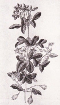 Guaiacum officinale (cây guaiac), loại được sử dụng rộng rãi để điều trị bệnh giang mai.