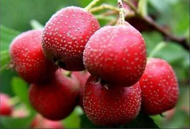 3 món ăn bài thuốc hạ mỡ máu dễ thực hiện tại nhà
