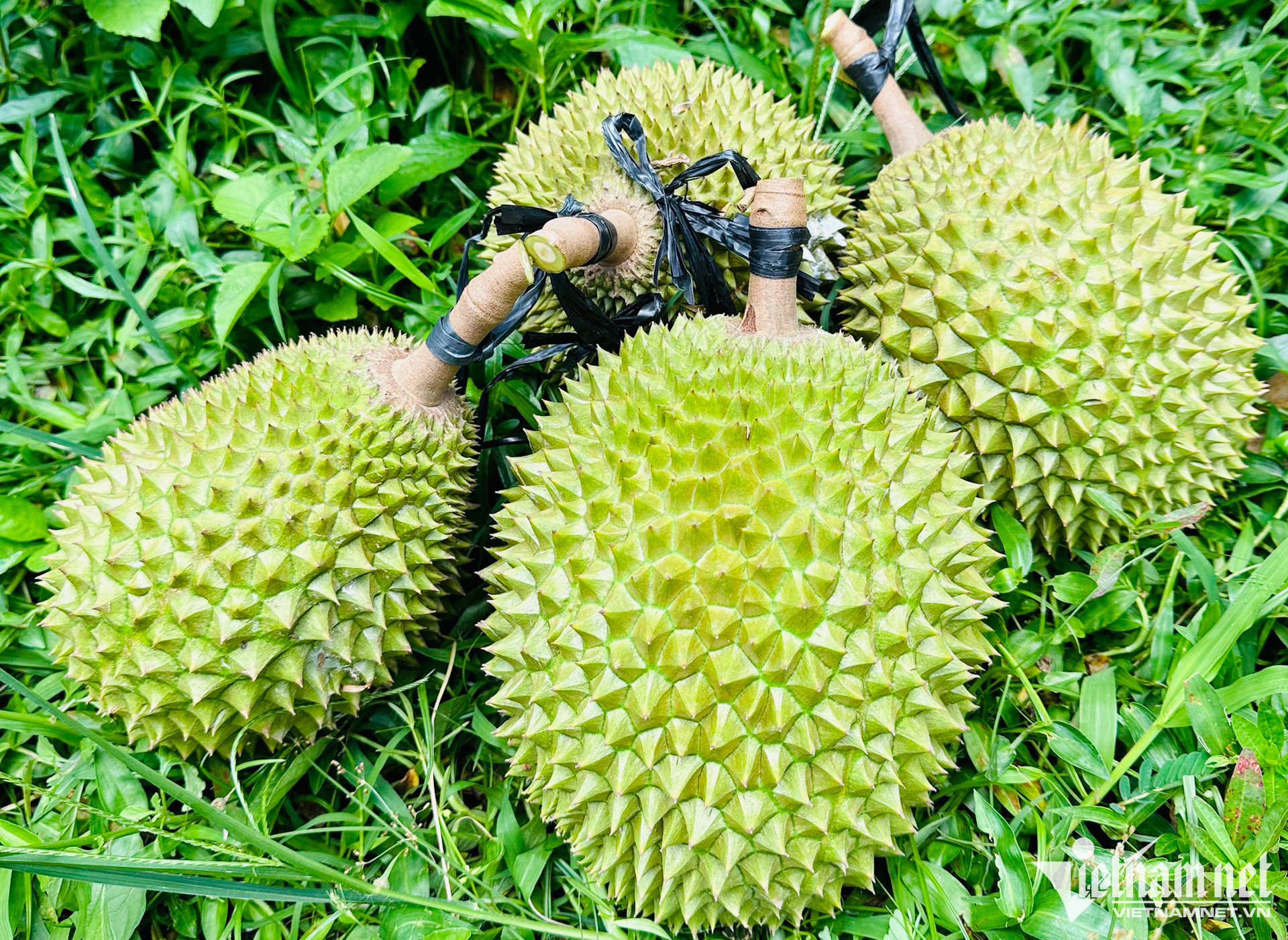 Trứng gà chỉ 14 ngàn đồng/chục, sầu riêng Musang King rẻ không ngờ