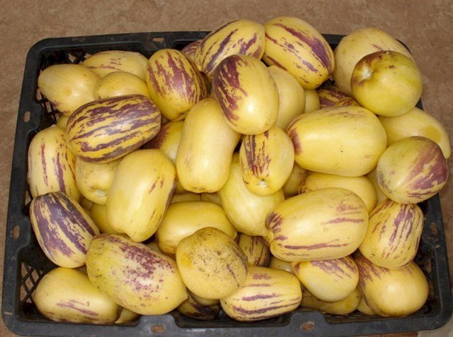 Độc lạ loại dưa hấu tí hon mang nhiều vị trái cây khác nhau khiến bà nội trợ Việt phát sốt
