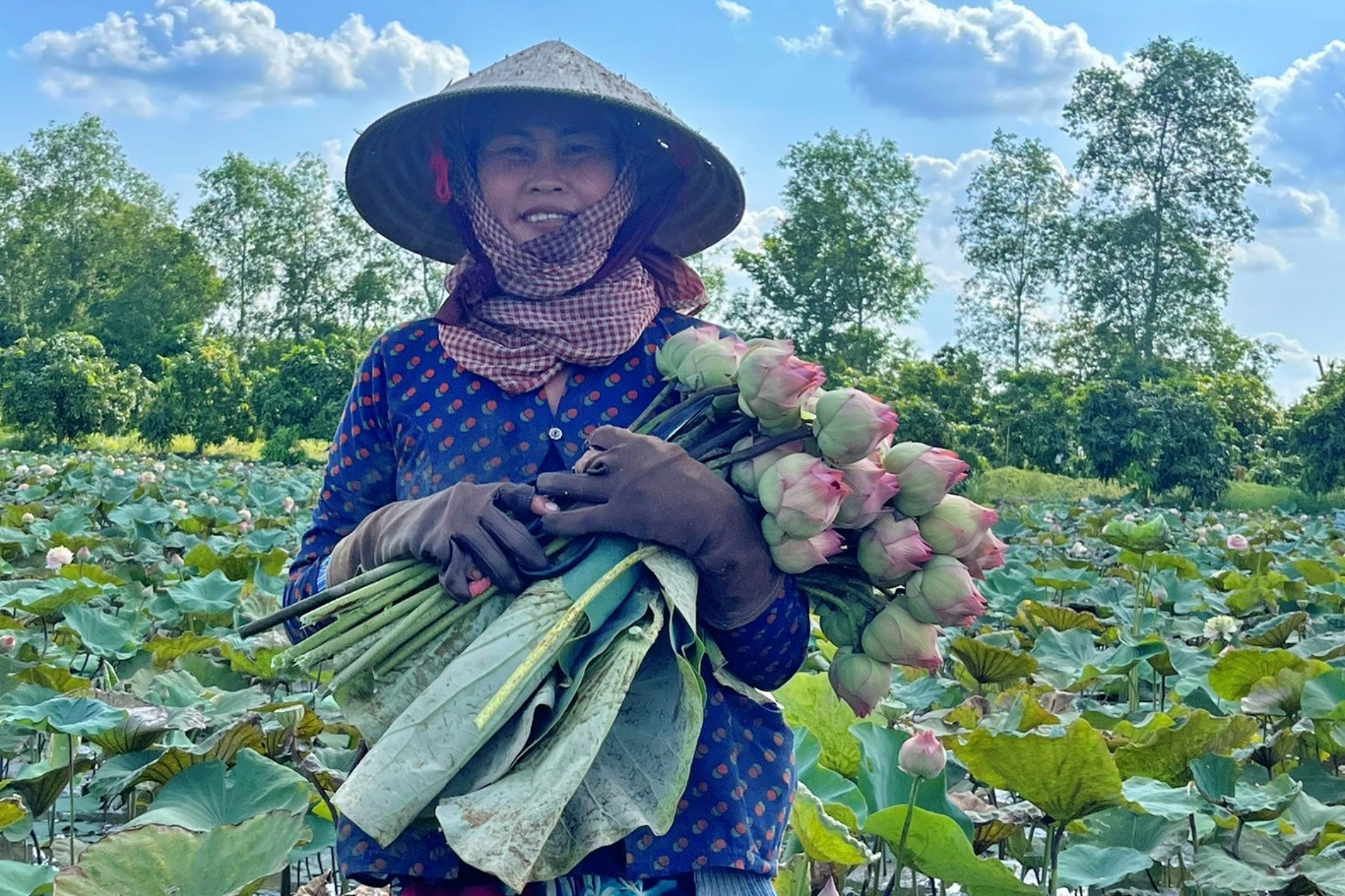 Chàng kỹ sư miền Tây thuyết phục bố mẹ trồng sen, mỗi ngày kiếm tiền triệu