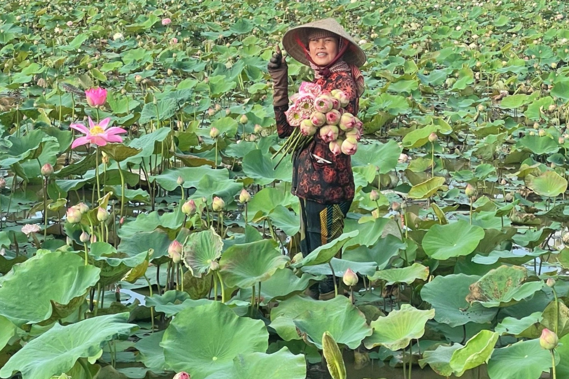 Chàng kỹ sư miền Tây thuyết phục bố mẹ trồng sen, mỗi ngày kiếm tiền triệu