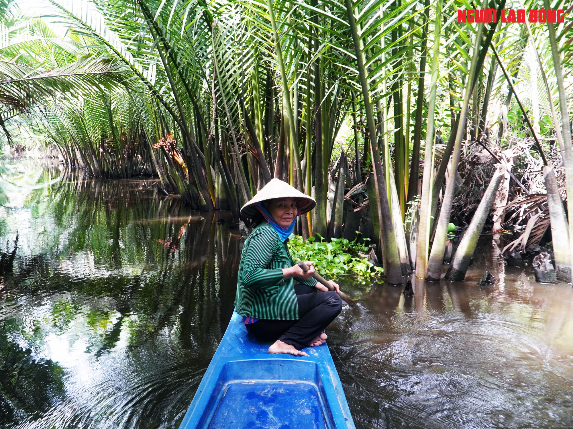 Loại trái từng bỏ đi, giờ đem về tiền triệu cho người miền Tây