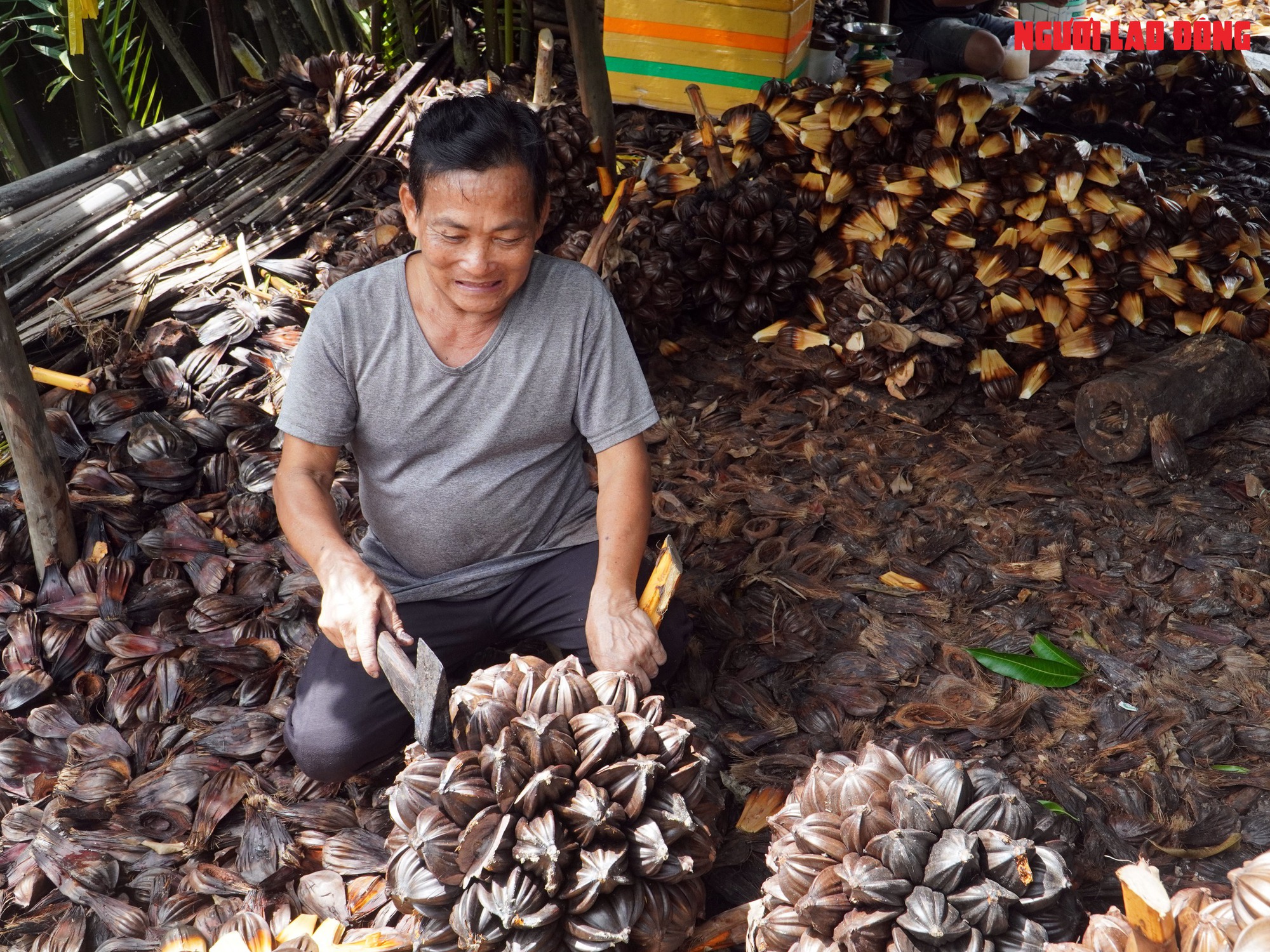 Loại trái từng bỏ đi, giờ đem về tiền triệu cho người miền Tây