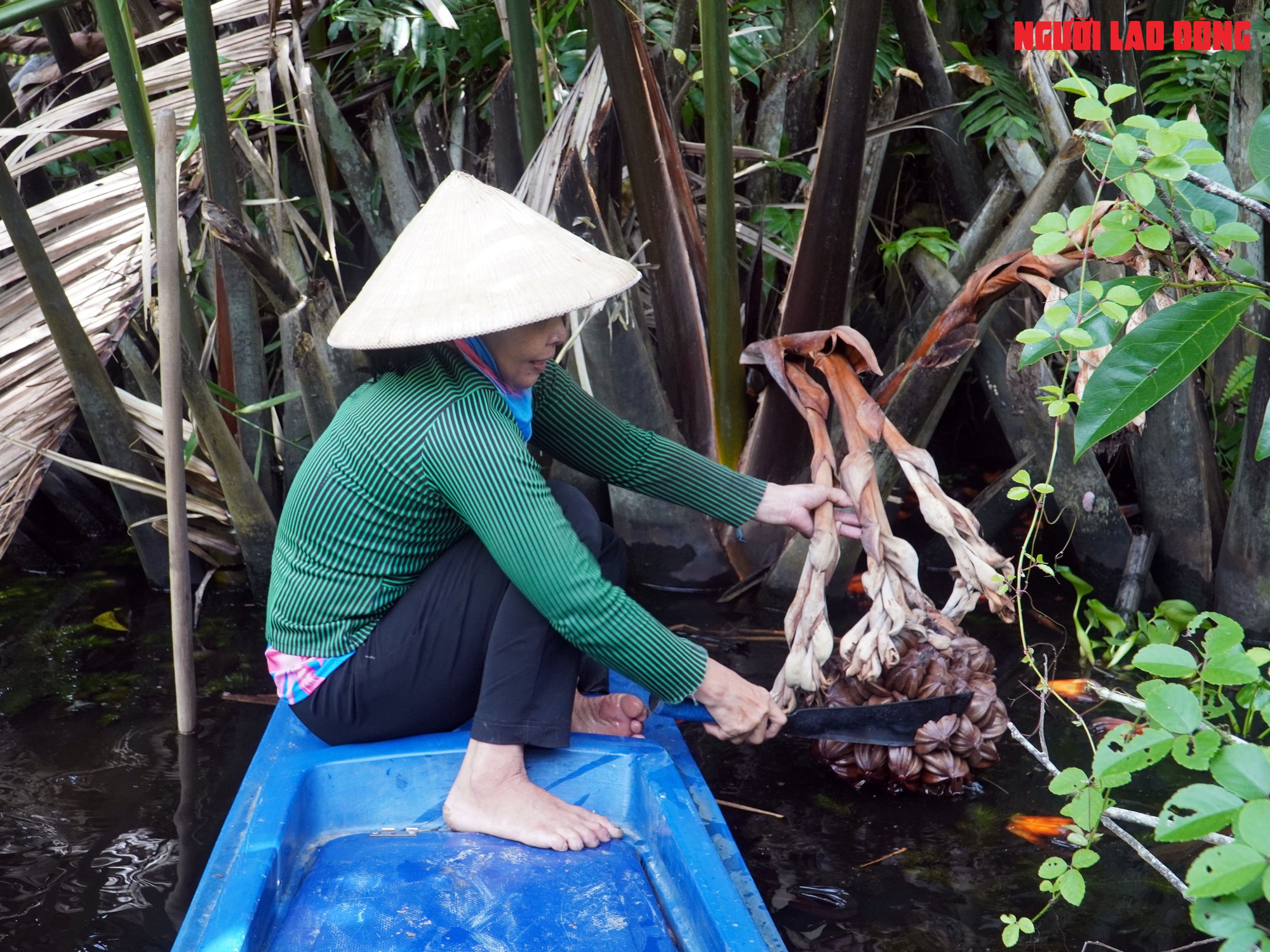 Loại trái từng bỏ đi, giờ đem về tiền triệu cho người miền Tây