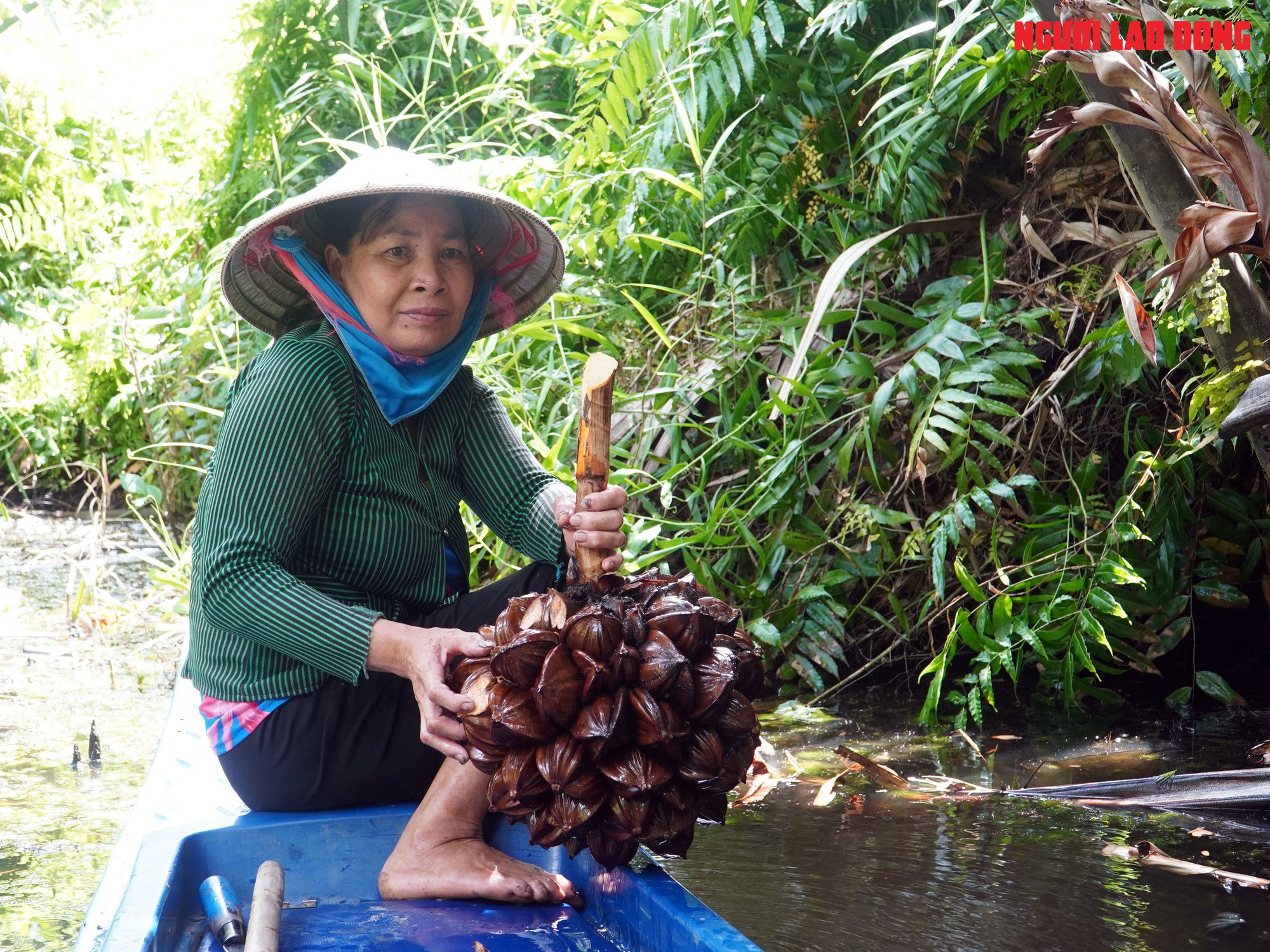 Loại trái từng bỏ đi, giờ đem về tiền triệu cho người miền Tây