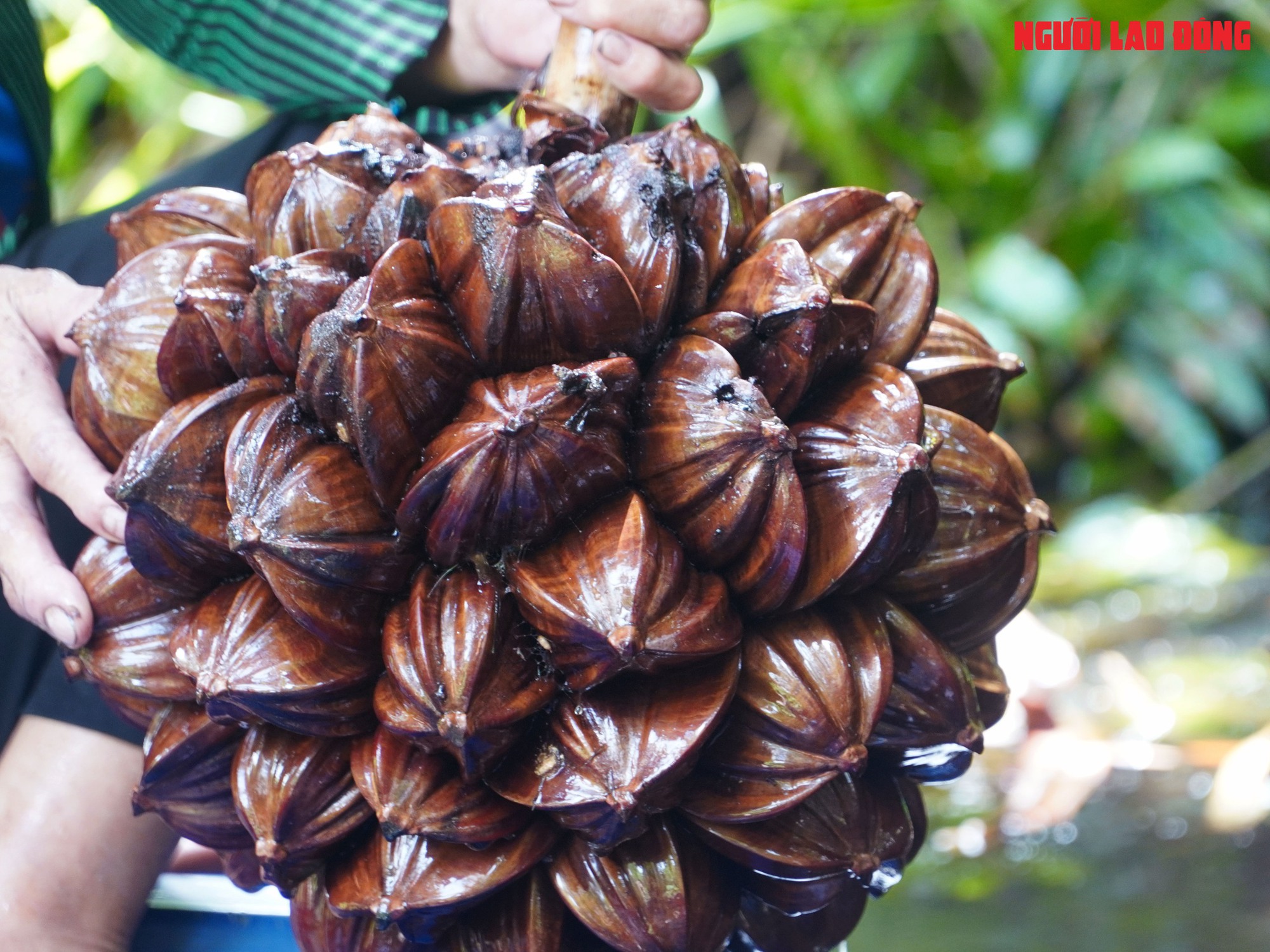 Loại trái từng bỏ đi, giờ đem về tiền triệu cho người miền Tây