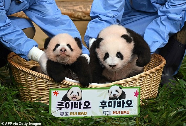 Cặp gấu trúc song sinh cưng xỉu vừa chào đời đã nổi tiếng khắp Hàn Quốc, được 500.000 người tham gia đặt tên