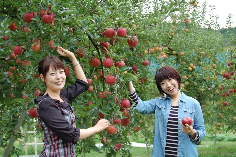 Vì sao người dân Nhật Bản không bao giờ ăn trái cây do chính tay họ trồng trong vườn nhà?