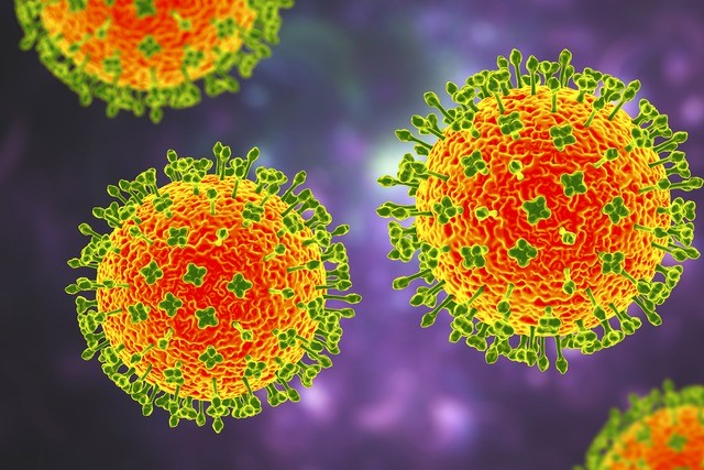 Virus 'Langya' là một phần của họ henipavirus, trong đó có hai loài đã được xác định trước đó - virus Hendra và virus Nipah 