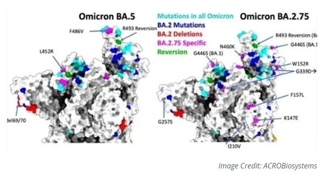 Omicron BA.2.75 có thêm nhiều đột biến gene so với BA.5 