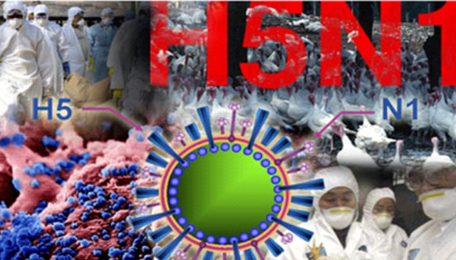 Cúm A/H5N1 lây qua đường hô hấp, qua tiếp xúc với vật dụng bị nhiễm mầm bệnh, tiếp xúc và sử dụng gia cầm ốm, chết do nhiễm cúm A/H5N1. 