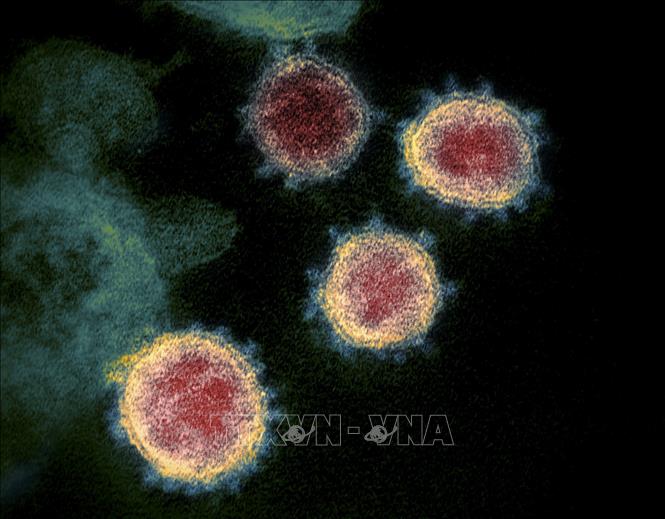  Virus SARS-CoV-2 trong mẫu bệnh phẩm của bệnh nhân mắc COVID-19.