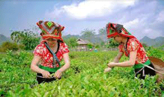 Thủ tướng Chính phủ đối thoại với nông dân sẽ được tổ chức tại Sơn La