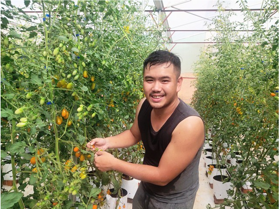 Trồng cà chua cho trái vàng, cứ 1 sào nông dân ở nơi này của Đắk Lắk lãi 100 triệu - Ảnh 2.