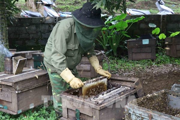 Bộ Thương mại Mỹ (DOC) tiếp nhận hồ sơ yêu cầu điều tra chống bán phá giá đối với sản phẩm mật ong có xuất xứ từ một số nước, trong đó có Việt Nam. Trong ảnh là vào mùa mật ong hoa nhãn tại Hưng Yên. Ảnh: TTXVN