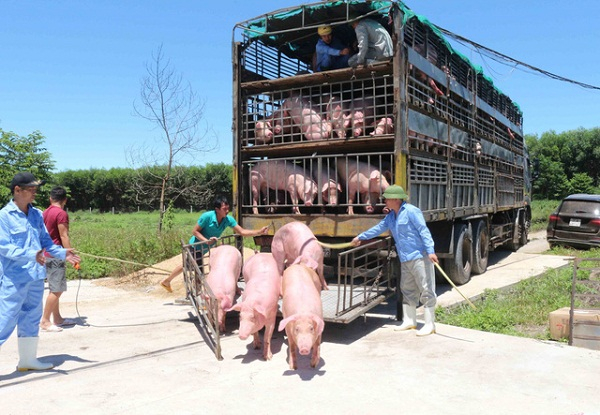 Việt Nam ngừng nhập để ngăn ngừa bệnh dịch tả lợn châu Phi xâm nhập. Ảnh: IT