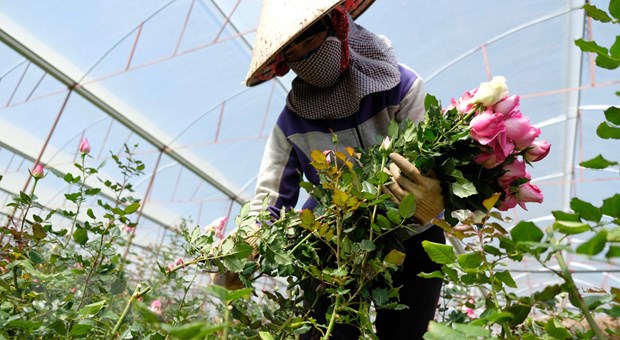 Người dân Lâm Đồng phấn khởi thu hoạch hoa hồng. Ảnh: TTXVN