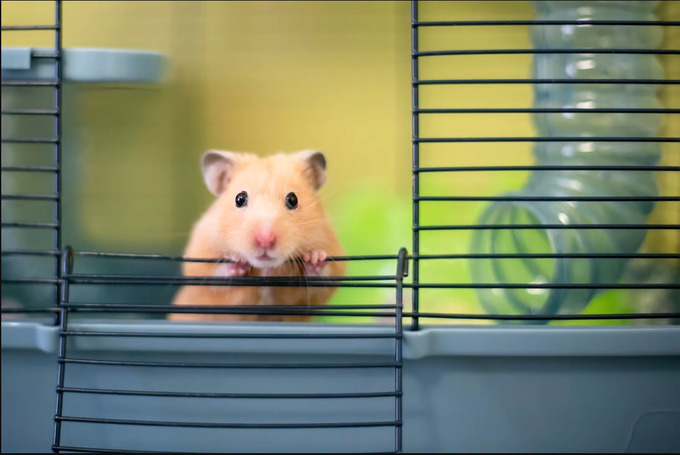 Một nghiên cứu chung đã phát hiện ra rằng chuột hamster Syria có thể bị nhiễm bệnh và truyền coronavirus sang người. Ảnh: Shutterstock