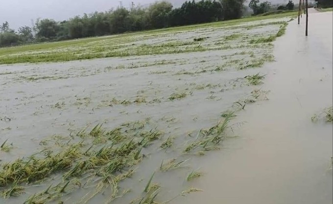Hơn 16 nghìn ha lúa và hoa màu ở Thừa Thiên Huế bị ngập úng.