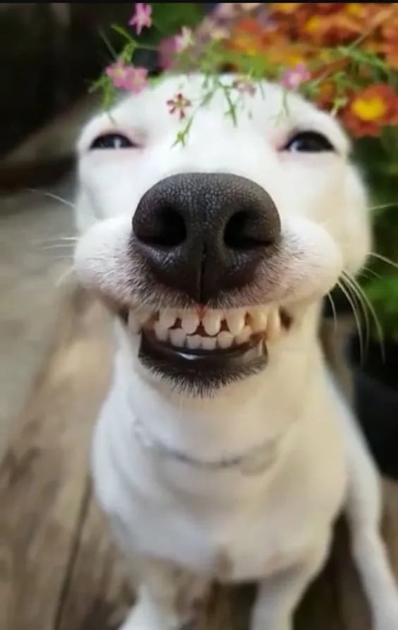 Chó con nhe răng tạo dáng khi được chụp hình. Ảnh: The Sun