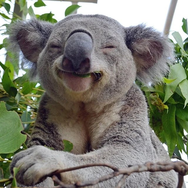 Nét mặt hạnh phúc của Koala. Ảnh: The Sun