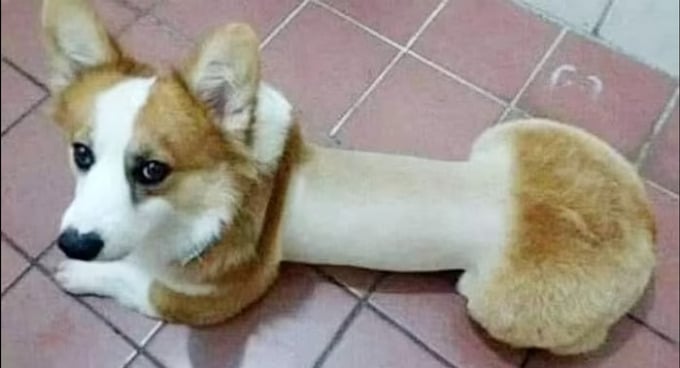 Chó corgi: Bạn đã bao giờ được chứng kiến sự đáng yêu của chú chó corgi chưa? Với bộ lông ngắn và đôi tai to tròn, chúng sẽ khiến trái tim bạn tan chảy. Hãy xem hình ảnh này để thưởng thức những khoảnh khắc đáng yêu của chú chó corgi.