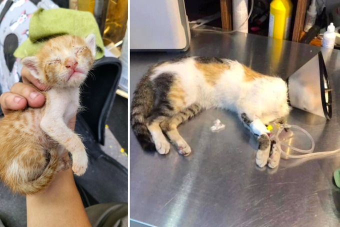 Một số chú mèo bị đánh bả ở chung cư quận 1 (TP.HCM) được nhóm cứu hộ đưa về chăm sóc. Ảnh: Facebook