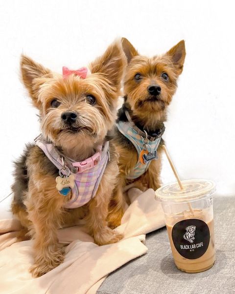 Cặp chó song sinh Lilo và Stitch có thể ăn uống, gặp gỡ những chú chó con khác tại quán. Ảnh: NYP