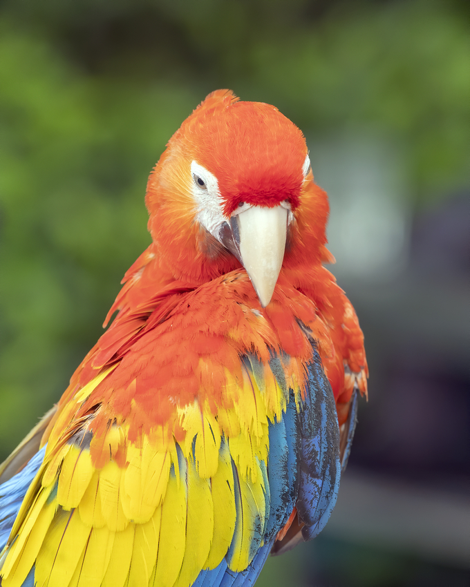 Vẹt Scarlet Macaw Ngồi Trên Cành Cây Bị Cô Lập Trên Màu Trắng Hình ảnh Sẵn  có - Tải xuống Hình ảnh Ngay bây giờ - iStock