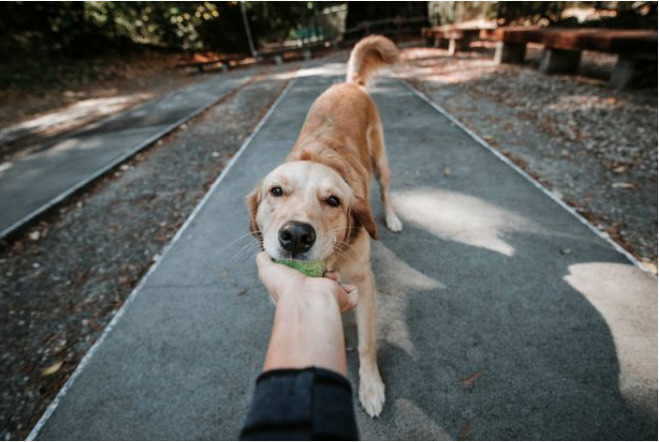 Một con chó sẽ vẫy đuôi hoặc để đuôi với tư thế thoải mái khi chúng vui vẻ. Ảnh: Getty Images / Cavan Images RF