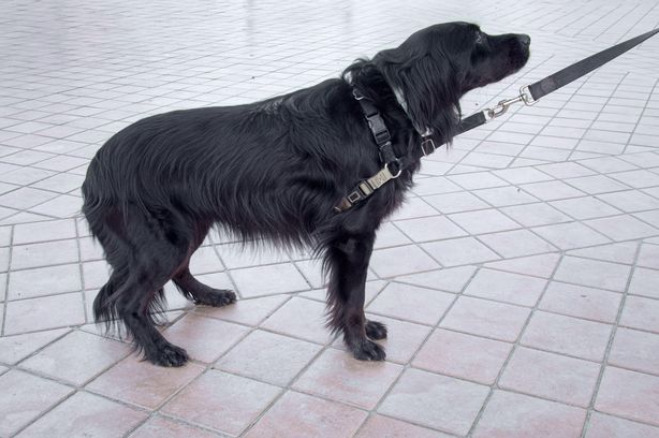 Những chú chó đang lo lắng sẽ kẹp đuôi vào giữa hai chân của chúng. Ảnh: Getty Images / iStockphoto.