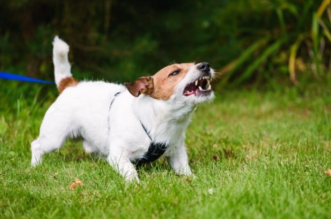 Đuôi của một con chó giận dữ có thể được nâng lên hoặc kẹp vào giữa hai chân của chúng. Ảnh: Getty Images / iStockphoto