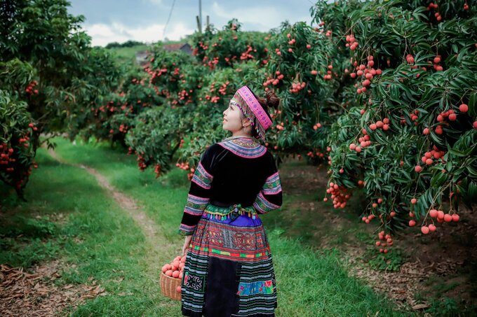 Bộ ảnh chụp tại vườn vải trong những trang phục truyền thống của cô gái Lục Ngạn - Mai Trần - được cộng đồng mạng dành nhiều lời khen ngợi. Ảnh: FB Mai Trần