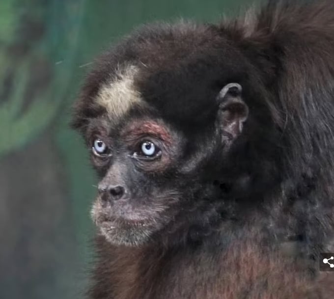 Chủ khỉ nhện lớn tuổi nhất thế giới với đôi mắt xanh đặc biệt. Ảnh: Mail