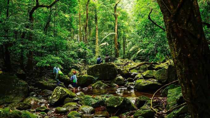 Bình Liêu còn giữ được những cánh rừng nguyên sinh.