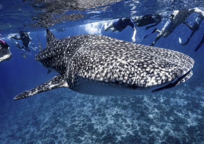 Hàng trăm người dưới nước đuổi theo một con cá mập voi ở Maldives. Ảnh: Matt Reichel