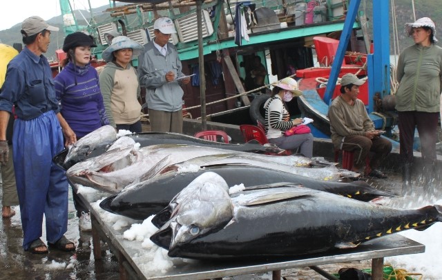 Xuất khẩu cá ngừ Việt Nam gặp nhiều yếu tố bất lợi. Ảnh minh họa: IT